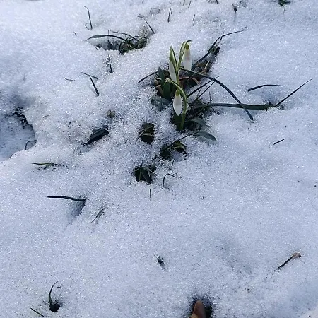 янчар з басейном Mykulytschyn