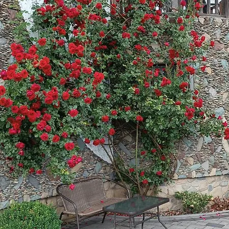 Vakantiehuis янчар з басейном *